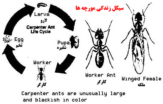سیکل زندگی مورچه