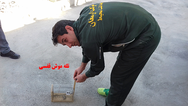 تله موش قفسی