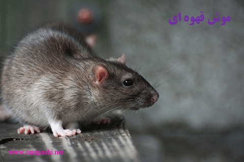 موش نروژی در انواع موش