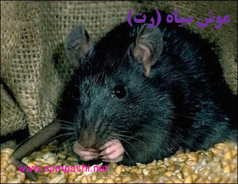 موش سیاه در انواع موش