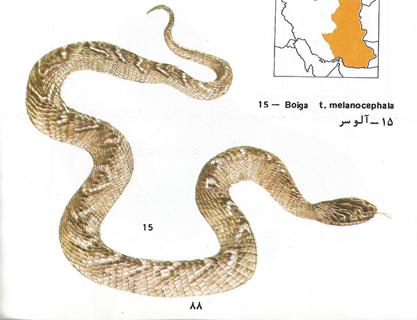 مار آلو سر Boiga trigonatum melanocephala