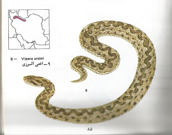 افعی البرزی Vipera ursini