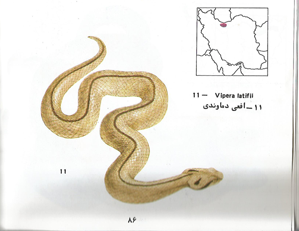 افعی دماوندی Vipera latifii