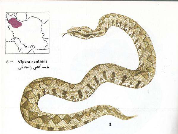 افعی زنجانی vipera xanthina