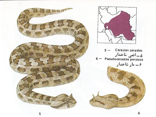 مار شاخدار Pseudocerastes persicus