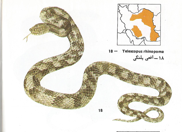 افعی پلنگی Telescopus rhinopoma