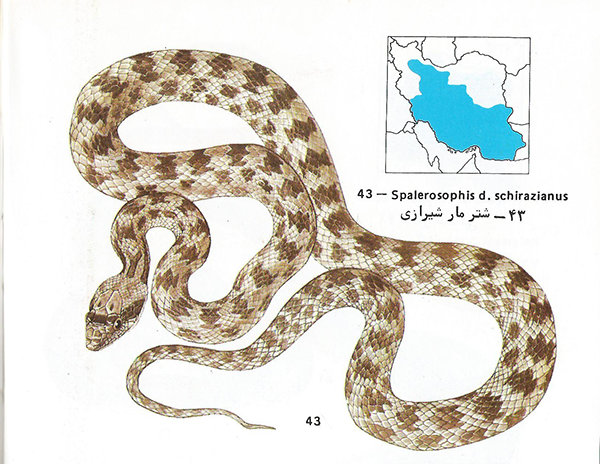 شتر مار شیرازی Spalerosophis diadema schirazianus