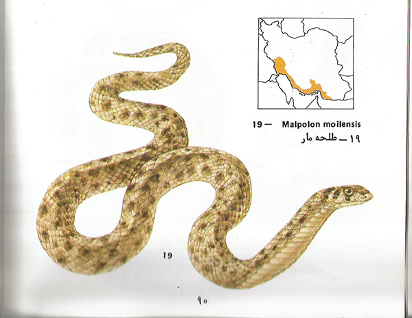 طلحه مار Malpolon moilensis