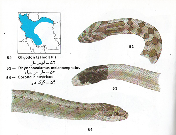 لوس مار oligon taeniolatus