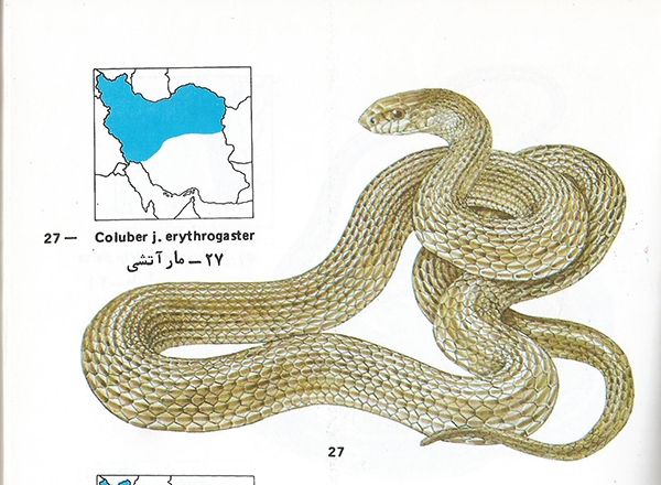 مار آتشی