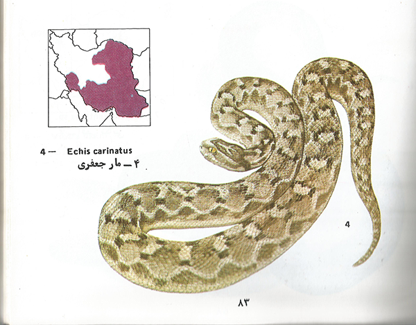 مار جعفری Echis carinatus