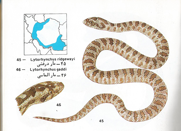 مار درفشی Lytorhynchus ridgewayi