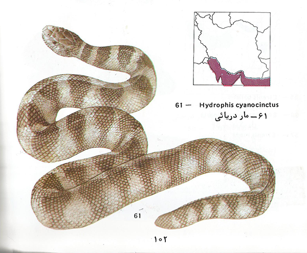 مار دریایی Hydrpphis cyanocinctus