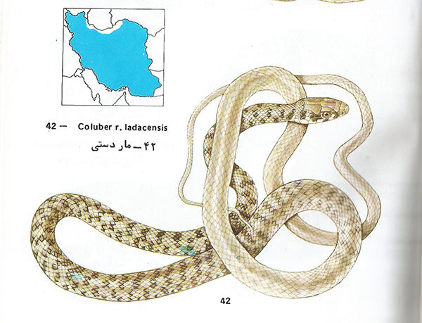 مار دستی Coluber ventrimaculatus