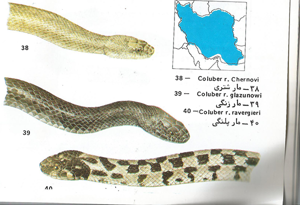 مار شتری Spalerosophis cliffordi