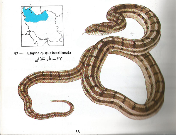 مار شلاقی Elaphe quatuorlineata