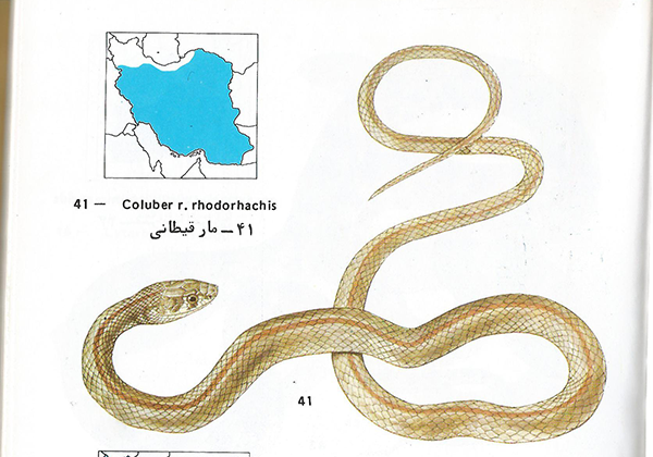 مار قیطانی Coluber rhodorhachis