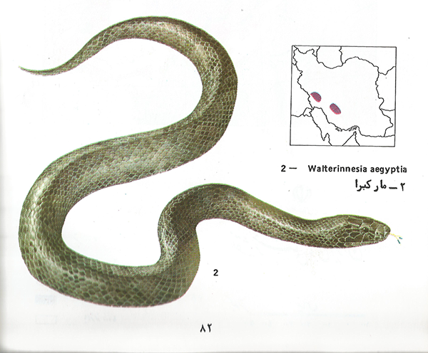 مار کبرا walterinnesia aegyptia