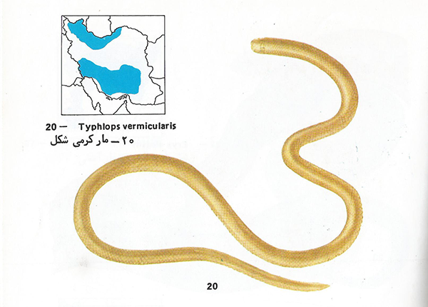 Typhlops vermicularisمار کرمی شکل