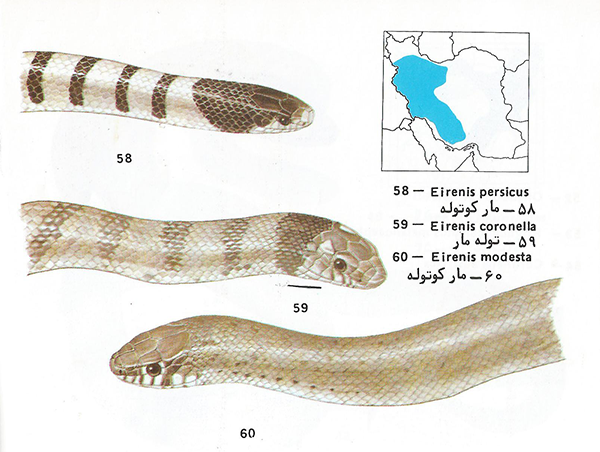 مار کوتوله پارسی Eirenis persicus