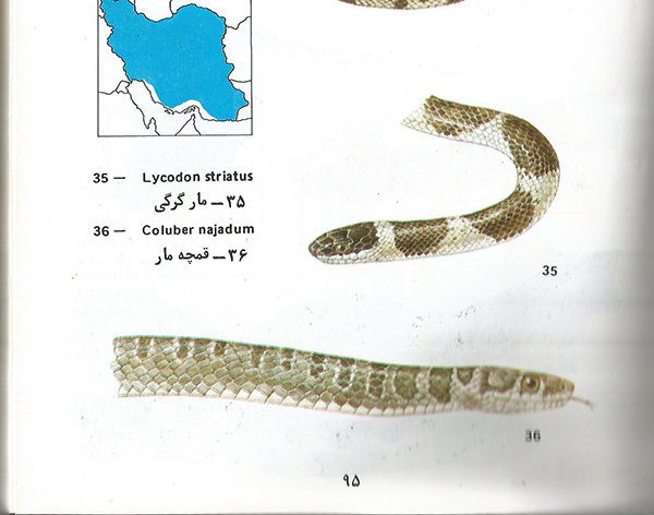 گرگ مار Coronella austriaca