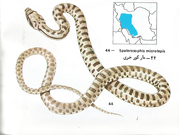 مار گور خری Spalerosphis microlepis