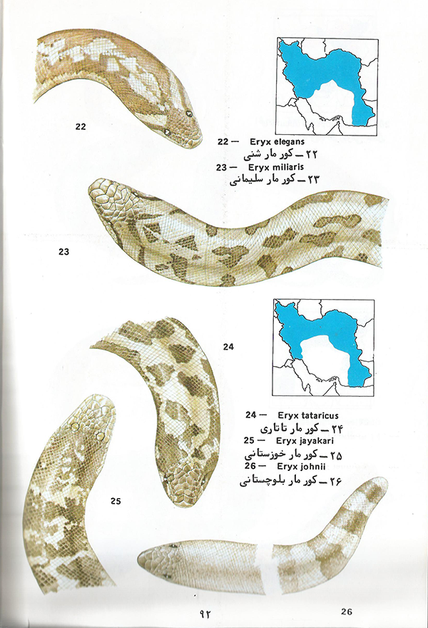 کور مار